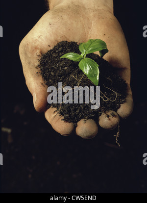Nahaufnahme einer menschlichen Hand hält ein Bäumchen Stockfoto