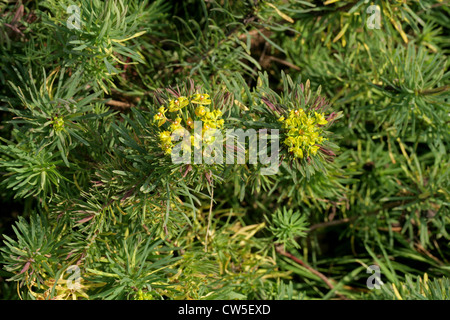 Roman Krone, Zypressen-Wolfsmilch, Graveyard Moss, Euphorbia Cyparissias 'Fens Ruby', Euphorbiaceae. NW die Türkei Europa. Stockfoto