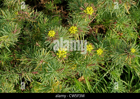 Roman Krone, Zypressen-Wolfsmilch, Graveyard Moss, Euphorbia Cyparissias 'Fens Ruby', Euphorbiaceae. NW die Türkei Europa. Stockfoto