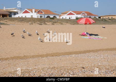 Möwen, Sonnenschirm, Handtücher, Kleidung am goldenen Sandstrand, vor Strandhäuser, Bungalows, Punta Umbria, Costa De La Luz. Stockfoto