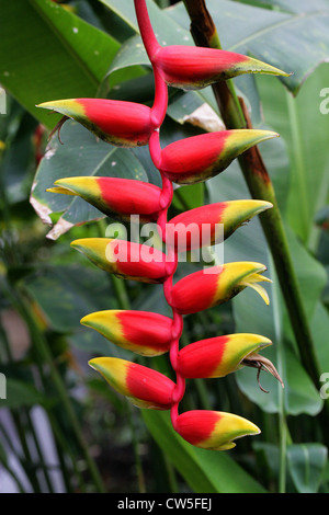 Crab Claws, Hanging Lobster Claw, Hummergreifer, Papagei den Schnabel, Anhänger Heliconia, Heliconia Rostrata, Heliconiaceae. Stockfoto