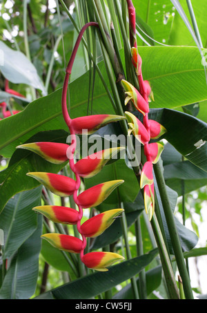 Crab Claws, Hanging Lobster Claw, Hummergreifer, Papagei den Schnabel, Anhänger Heliconia, Heliconia Rostrata, Heliconiaceae. Stockfoto