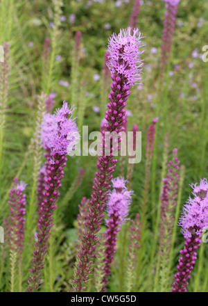 Blazing Star oder Gay Feather, Liatris Spicata 'Kobold', Asteraceae.  Aka. Prairie Gay Feather, Kobold dichten Blazing Star. Blume. Stockfoto