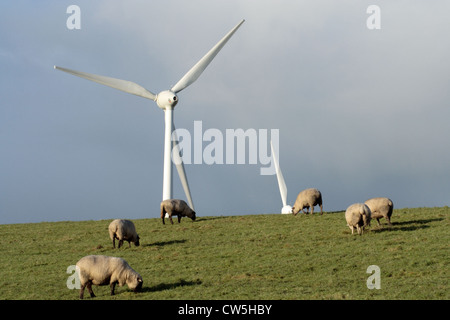 Emden, eine Herde Schafe auf dem Deich in der Nähe von Emden mit dem Wind Farm Wybelsuner Polder im Hintergrund Stockfoto