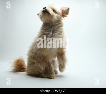 Mischling Welpen sitzen Stockfoto