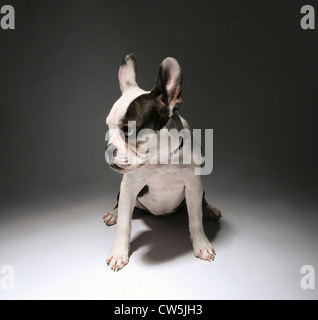 Französisch bulldog Welpen sitzen Stockfoto