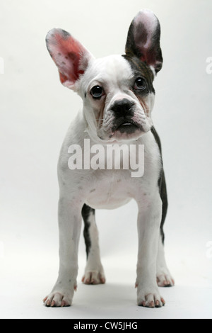 Französische Bulldogge Welpe stehend Stockfoto