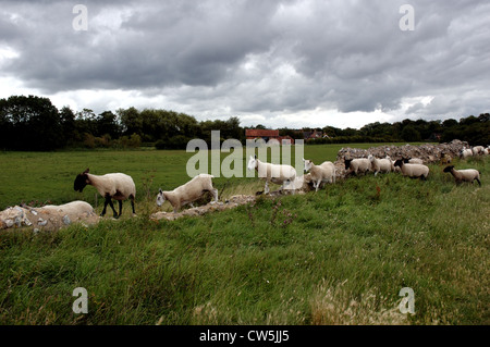 Schafbeweidung in einem Feld mit Feuerstein Wand, Teil der Venta Icenorum Roman Stadt außerhalb Norwich, Norfolk, Großbritannien Stockfoto