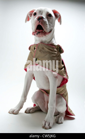 Nahaufnahme eines Boxer-Welpen sitzen Stockfoto