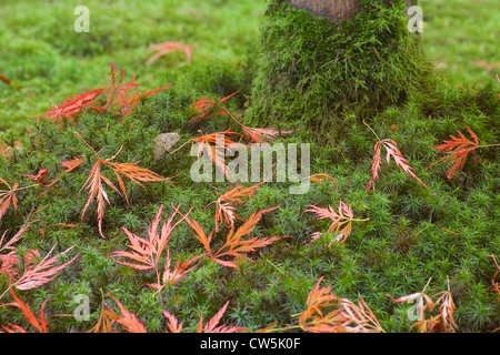 Herbstliche Ahornblätter gefallenen in einem Garten, japanischer Garten, Portland, Oregon, USA Stockfoto