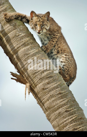 Bobcat Klettern eine Palme (Lynx Rufus) Stockfoto