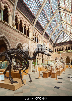 Oxford University Museum of Natural History Stockfoto