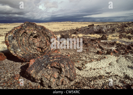 Lange anmeldet, versteinerte Baumstämme, versteinerten Wald, Arizona, USA Stockfoto