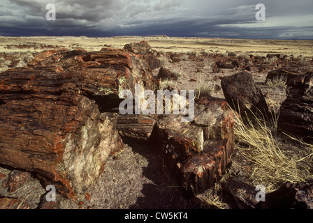 Lange anmeldet, versteinerte Baumstämme, versteinerten Wald, Arizona, USA Stockfoto