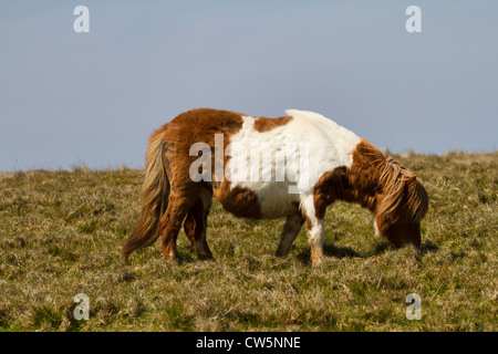 Shetland-Pony auf Unst auf den Shetland-Inseln Stockfoto