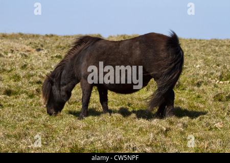 Shetland-Pony auf Unst auf den Shetland-Inseln Stockfoto