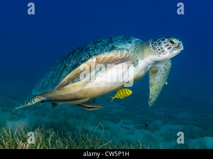 Grüne Schildkröte schwimmen über Seegras mit einem Baby travelly benutze es als Unterschlupf Stockfoto