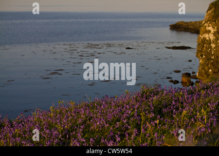 Glockenblumen (Hyacinthoides non-Scripta) wachsen in Hülle und Fülle auf den Klippen direkt am Meer auf Sanday, Isle von Canna, kleinen Inseln, Scotlan Stockfoto