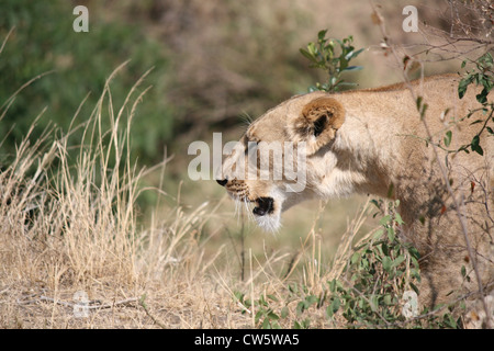 Auf Safari in Kenia habe ich diese Aufnahme eines Löwen geht zurück auf ihre jungen Stockfoto