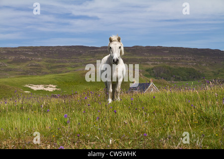 Ein kleines weißes Pony steht auf dem Machair auf Sanday, Isle von Canna, kleinen Inseln, Schottland Stockfoto