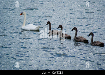 Schar von Höckerschwäne, vier Cygnets Cygnus Olor, am Fluss Dart Stockfoto