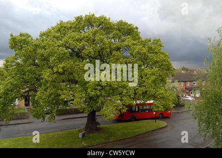 Eiche im Land Stockfoto