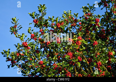 Holly Beeren auf eine Stechpalme vor blauem Himmel Stockfoto