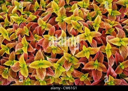 Coleus Blattpflanze Stockfoto