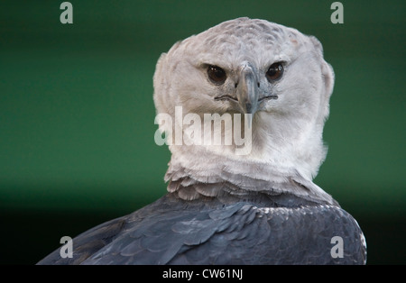 HARPYIE (Harpia Harpyja) Guyana, Südamerika. In Gefangenschaft Stockfoto