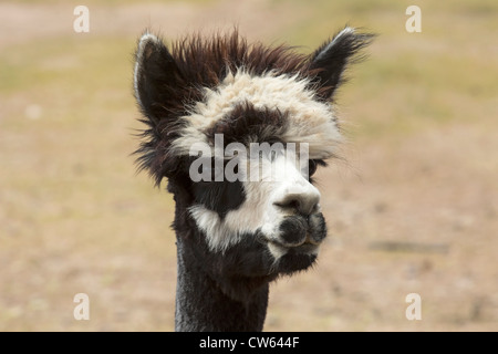 Dummen Gesichtsausdruck ein Alpaka mit einem wilden Frisur entsprechen. Stockfoto