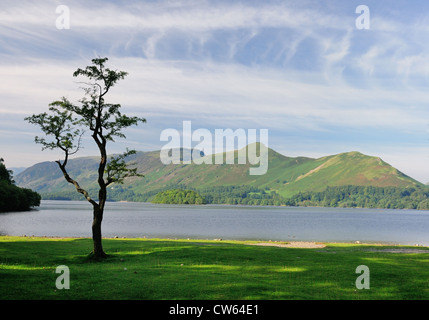 Einsamer Baum und Katze Glocken von Strandshag Bay an einem Sommermorgen Derwent Water, Keswick, englischen Lake District Stockfoto