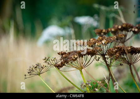 Bärenklau Heracleum Sphondylium mit Saatgut Kopf Stockfoto