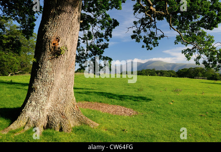 Blick Richtung Skiddaw aus der Ings in der Nähe von Derwent Water im englischen Lake District Stockfoto