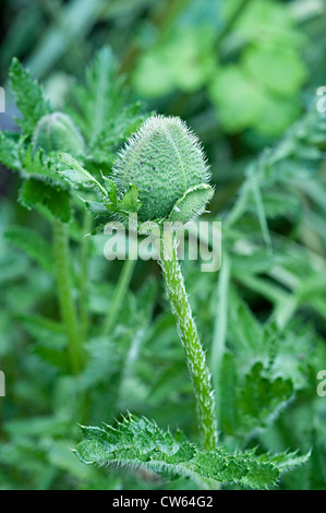 Samen Kopf Mohn in einem uk-Garten Stockfoto