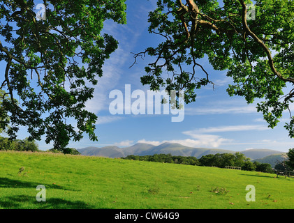 Blick Richtung Skiddaw aus der Ings in der Nähe von Derwent Water im englischen Lake District Stockfoto