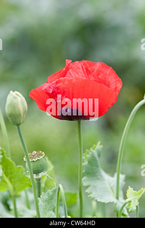 roter Garten Mohn Blume oder in eine Zuteilung Stockfoto