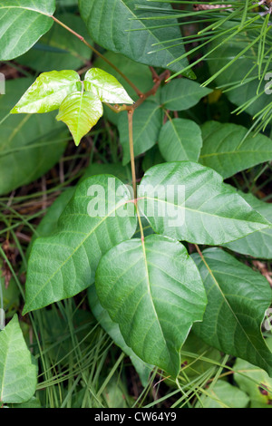 Poison Ivy (Rhus Radicans) Stockfoto
