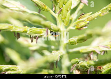 Makrofoto des ein Marienkäfer auf einem Stiel von Mais, sonnige, helle Farben. Stockfoto