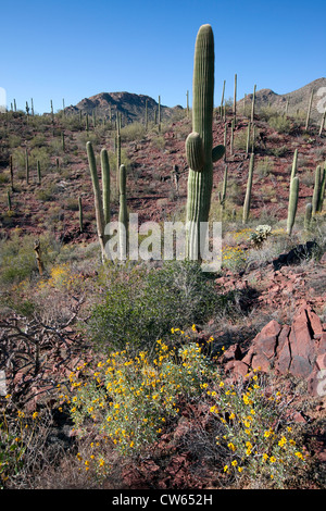 Roten Felsen und Saguaro Kaktus, Saguaro National Park, Tucson, Arizona Stockfoto