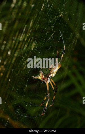 Golden Orb Spider Web Stockfoto