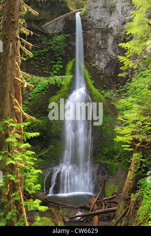 Lush Marymere Falls, Olympic Nationalpark Stockfoto