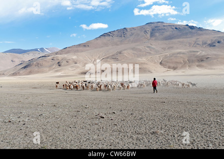 Junge Junge Nomade mit einer Herde von Ziegen Pashmina im Dibring Village ein nomadisches Dorf in Ladakh, Indien Stockfoto