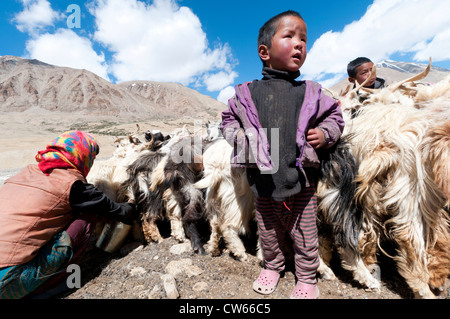 Eine nomadische Frau Pashmina Ziegen melken, während ihre beiden kleinen Söhne Dibring Village Nomade Feldlager in Ladakh, Indien anschauen Stockfoto