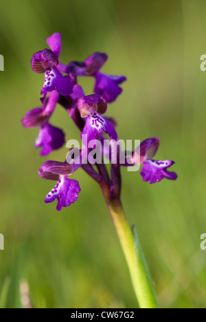 frühe lila Orchidee (Orchis Mascula), Blütenstand, Spanien, Burgos Stockfoto