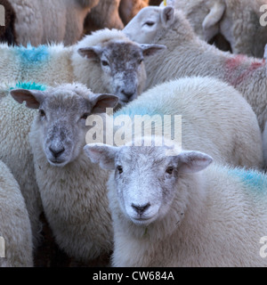 Herdwick Schafe steht in einer Herde, Lake District, Cumbria, England, UK Stockfoto