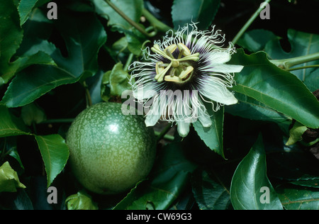 Passionsfrucht, Granadilla (Passiflora Edulis), Blüte und Frucht Stockfoto