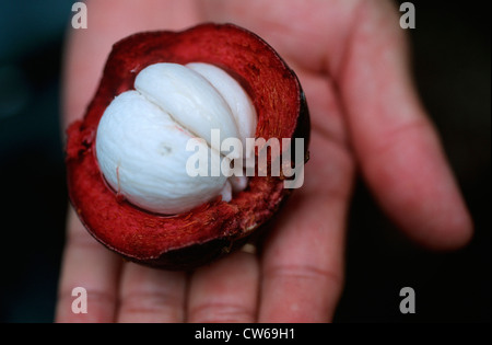 Mangostan-Frucht (Garcinia Mangostana), geöffnet-Frucht Stockfoto