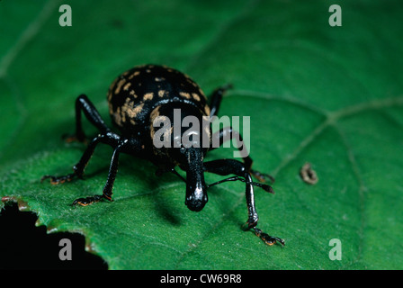 Liparus Glabrirostris (Liparus Glabrirostris), sitzt auf einem Blatt Stockfoto