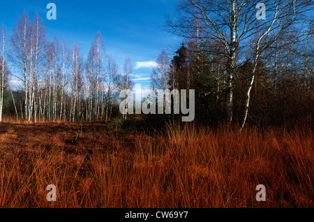 Moor im Herbst mit Birken, Oberbayern, Oberbayern, Bayern, Deutschland Stockfoto