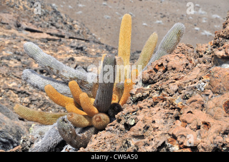 Kaktus Bartolomé Insel Galapagos Inseln Ecuador Südamerika Stockfoto